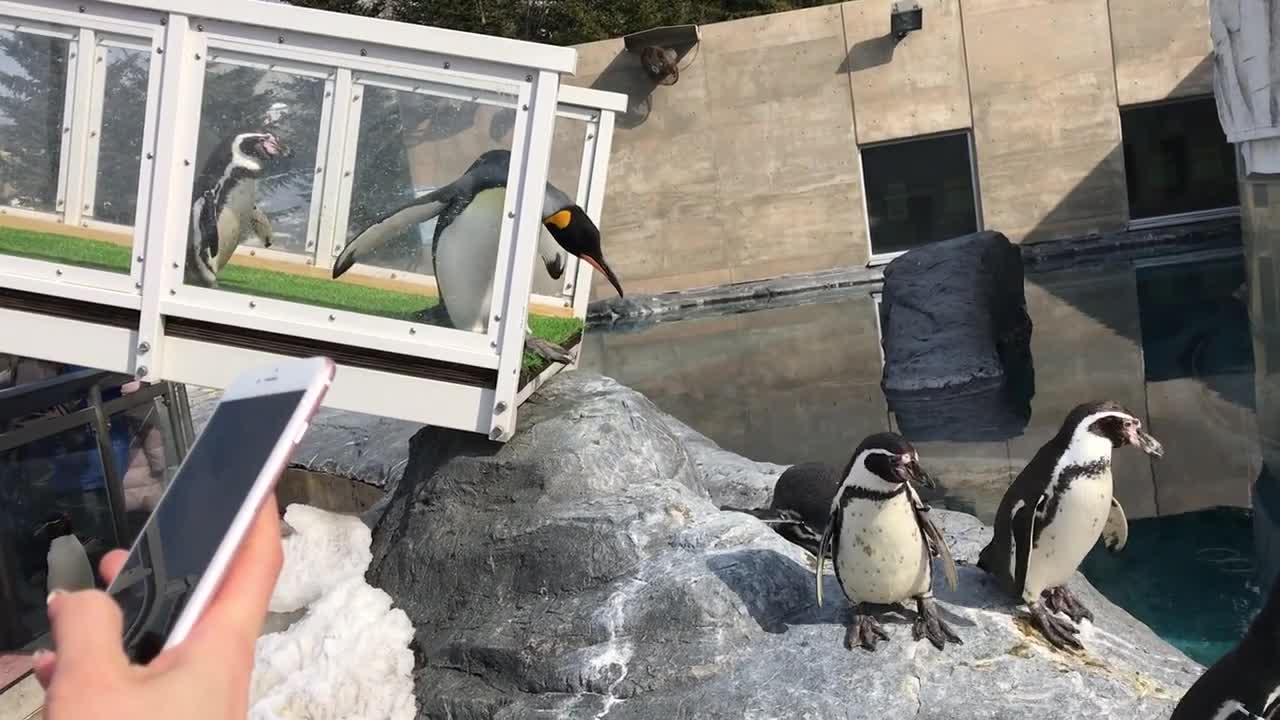 灵活的胖子来自北海道