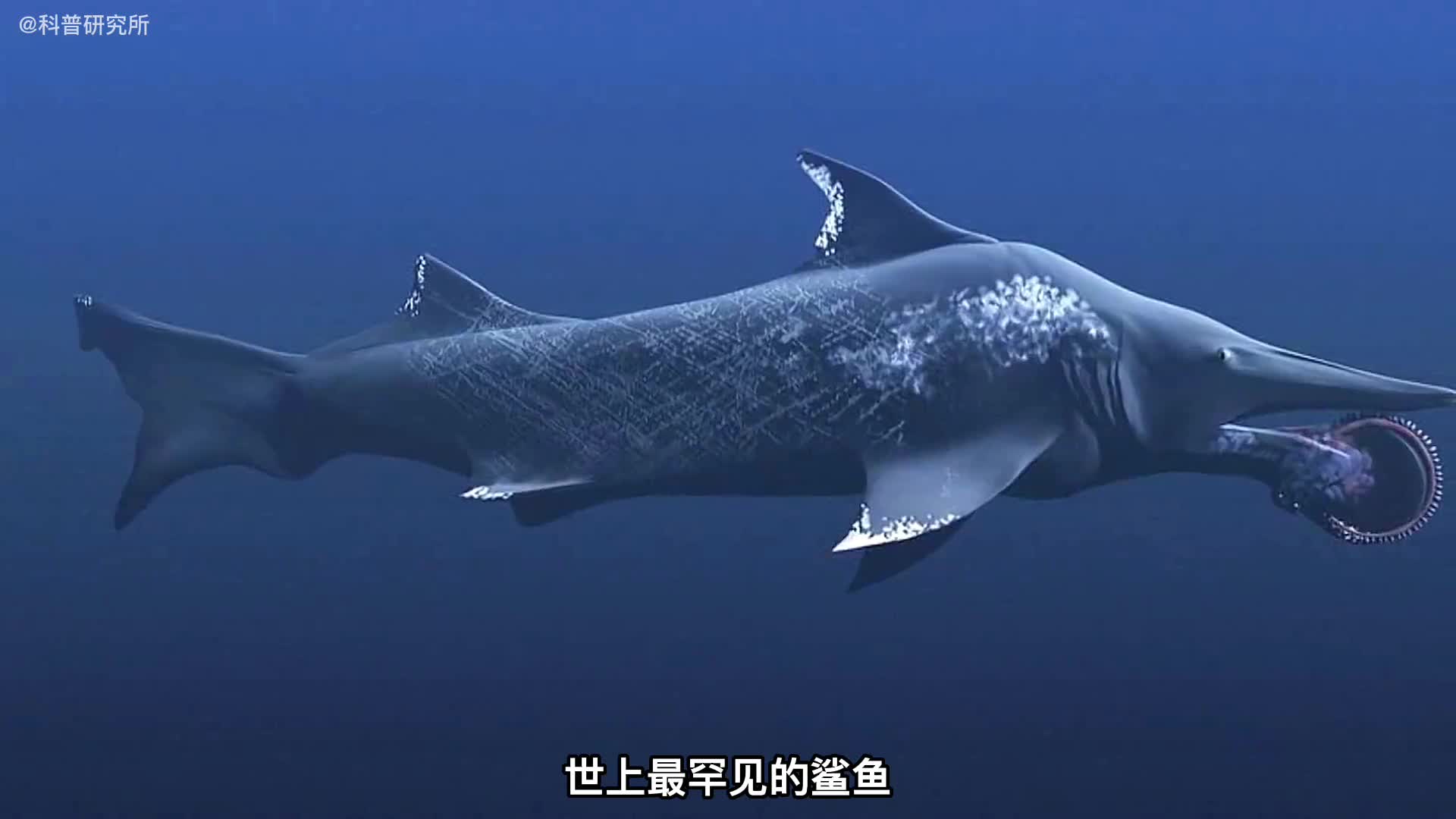 最罕有的十种鲨鱼最后一种只有2条一