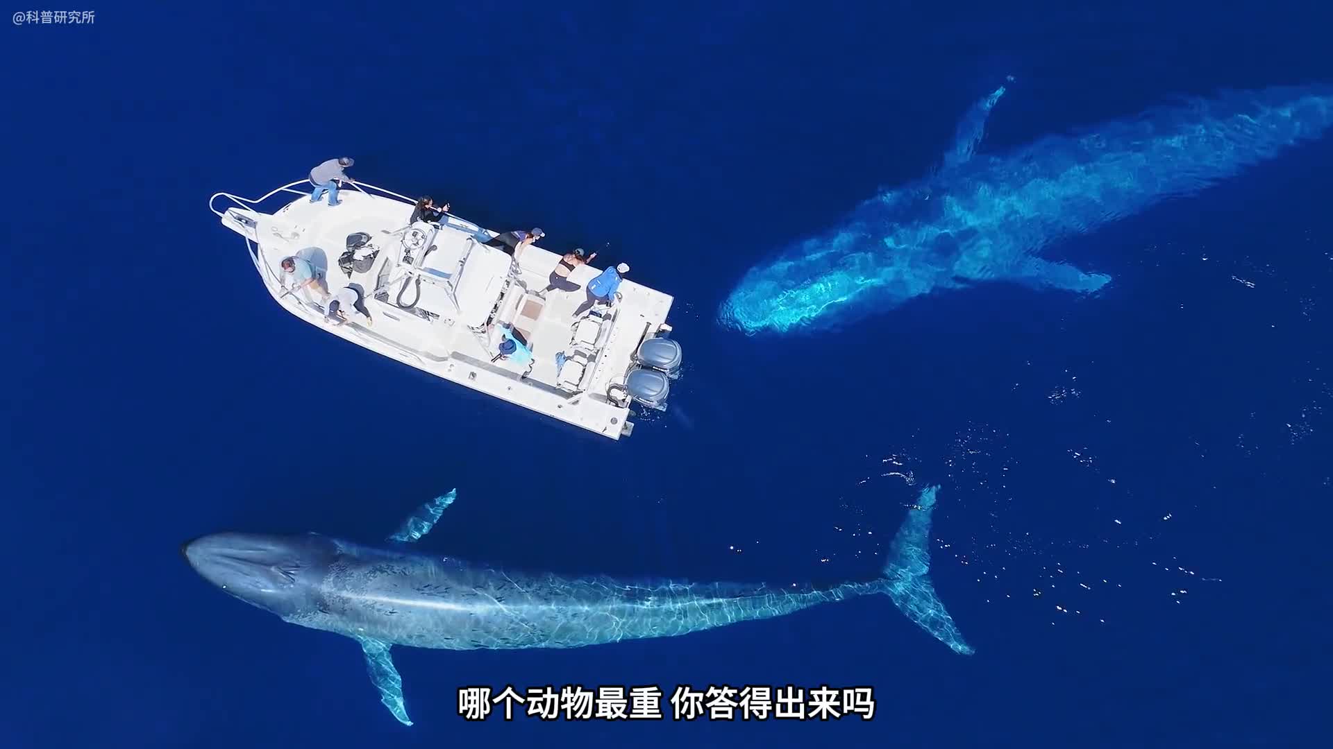 动物体重大对比你知道谁最重吗