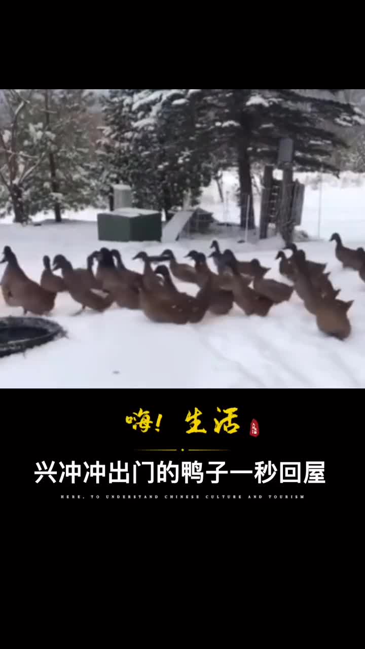 一大群鸭子兴冲冲冲出屋子冷到一秒变心集体转身回屋出来的时候用走的回去的时候用飞的