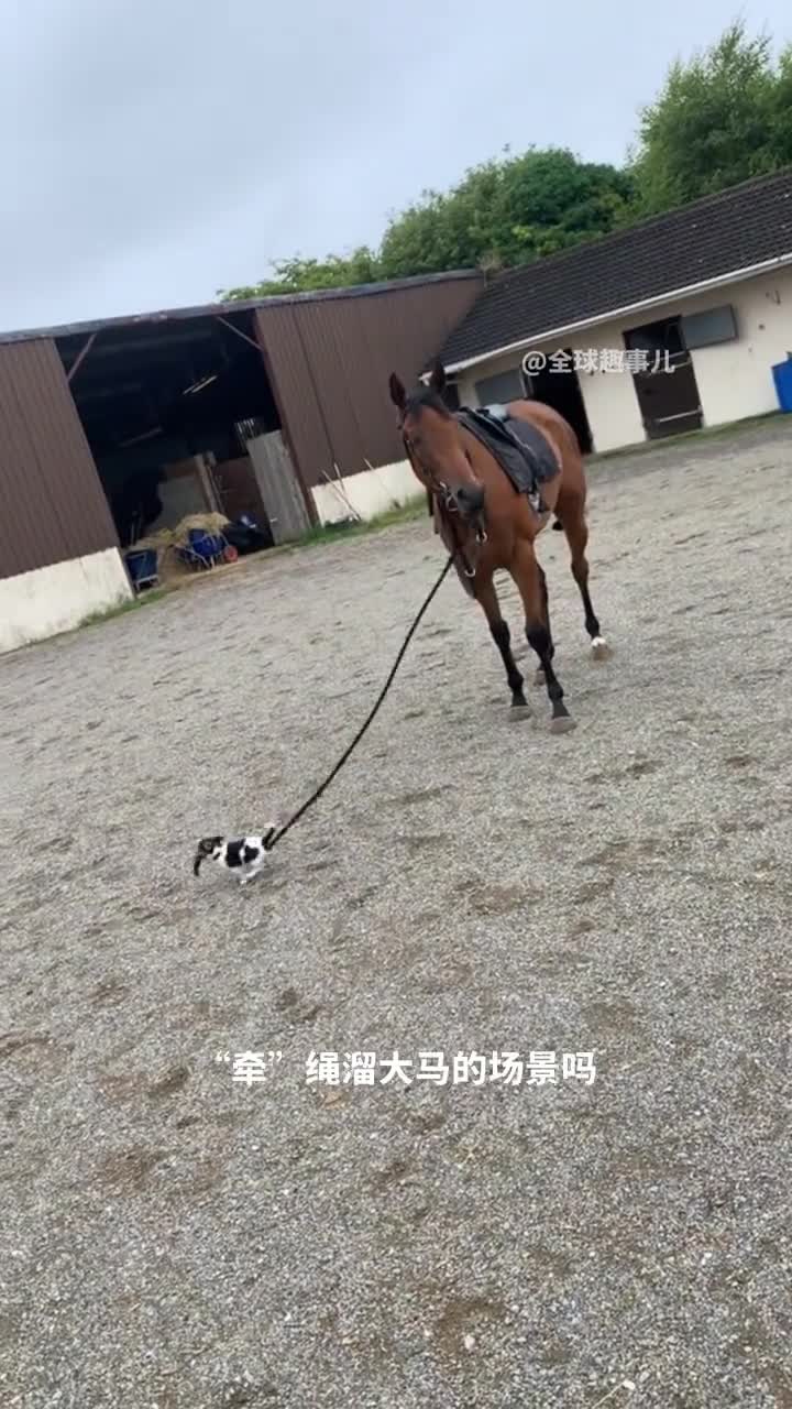 马匹为什么听命于牵绳的小狗小狗逆袭成马夫
