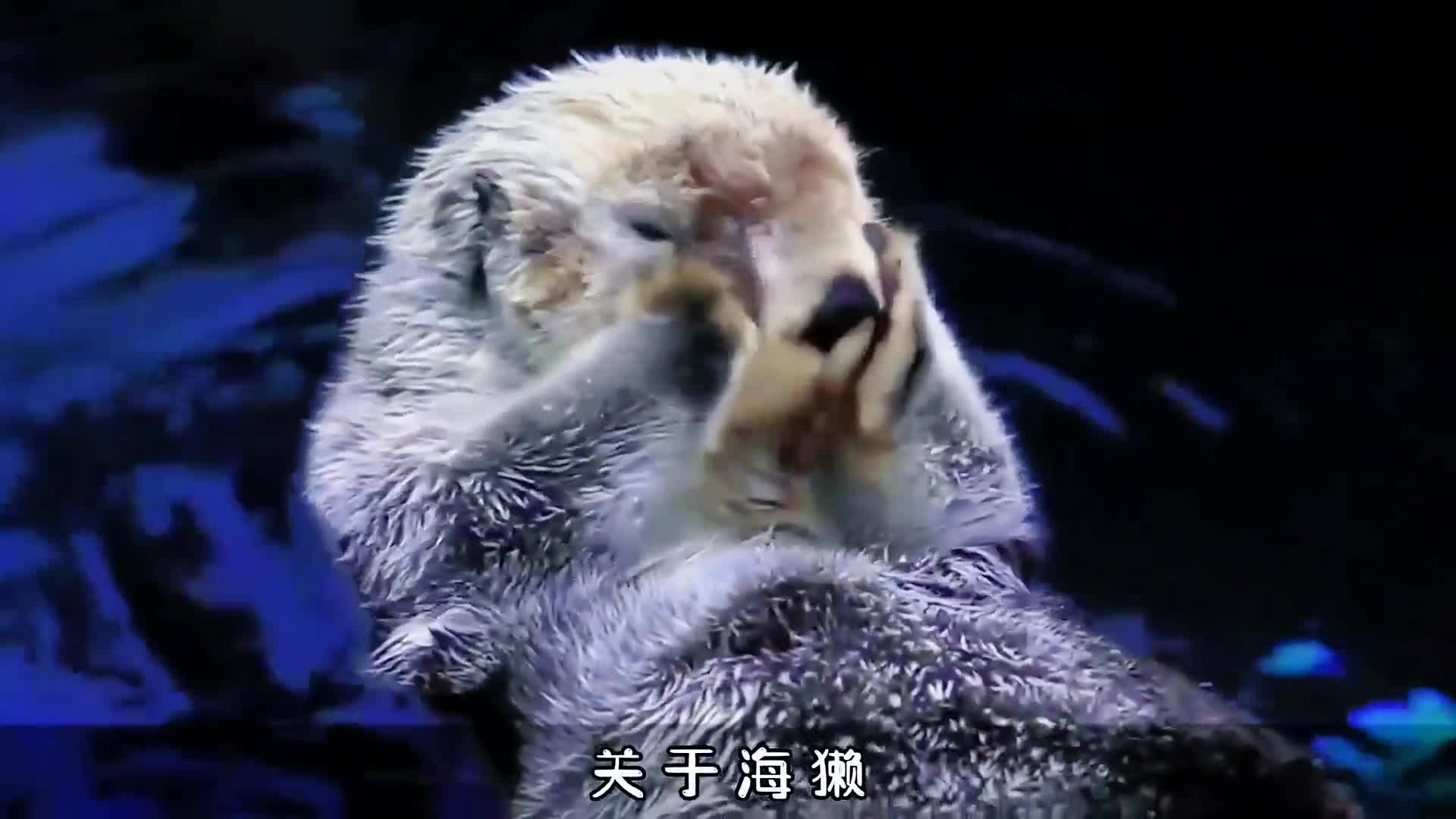 如此可爱的动物你不了解一下吗