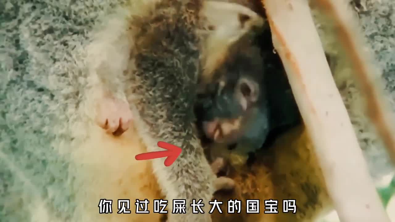你见过吃便便长大的动物吗同时还被评为地球上最惨的国宝