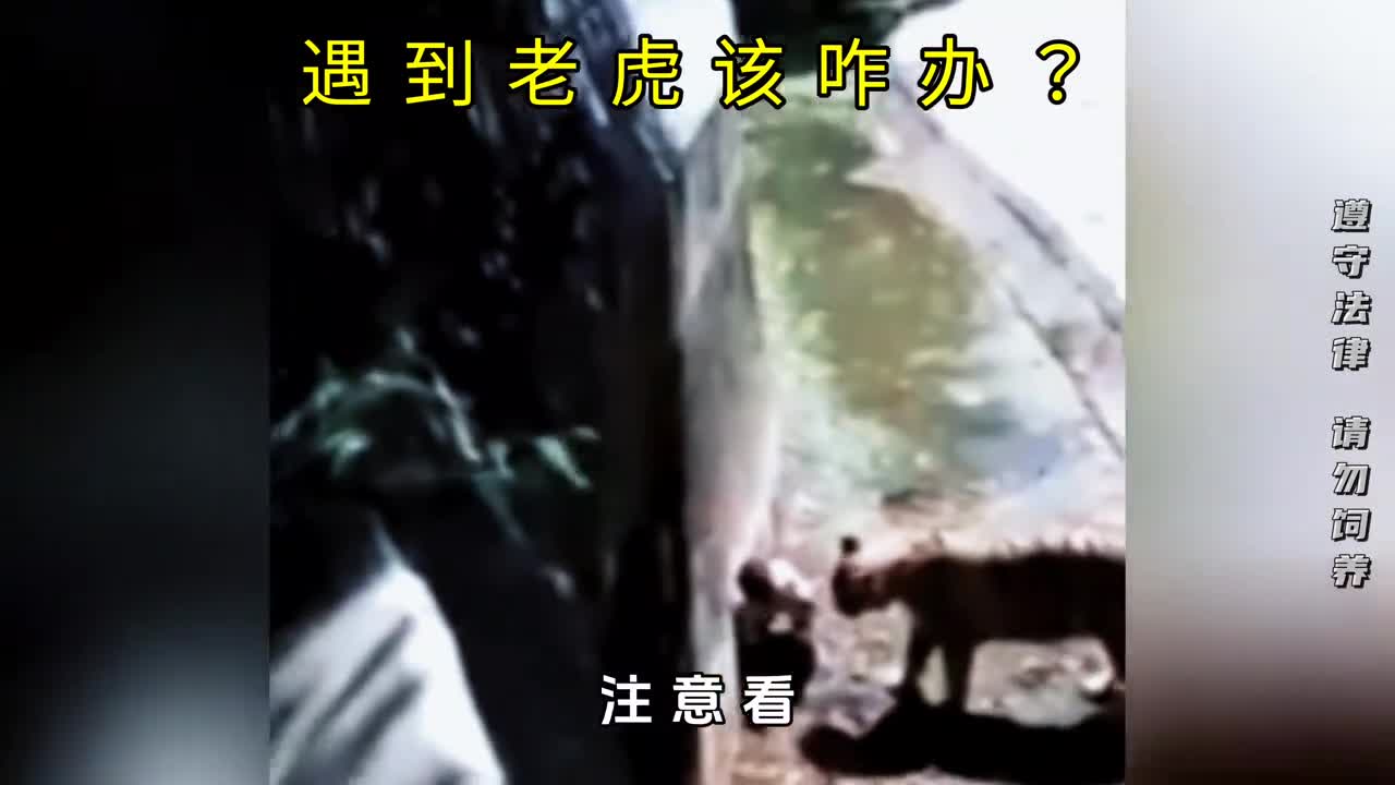 如果老虎向你冲过来你该怎么办