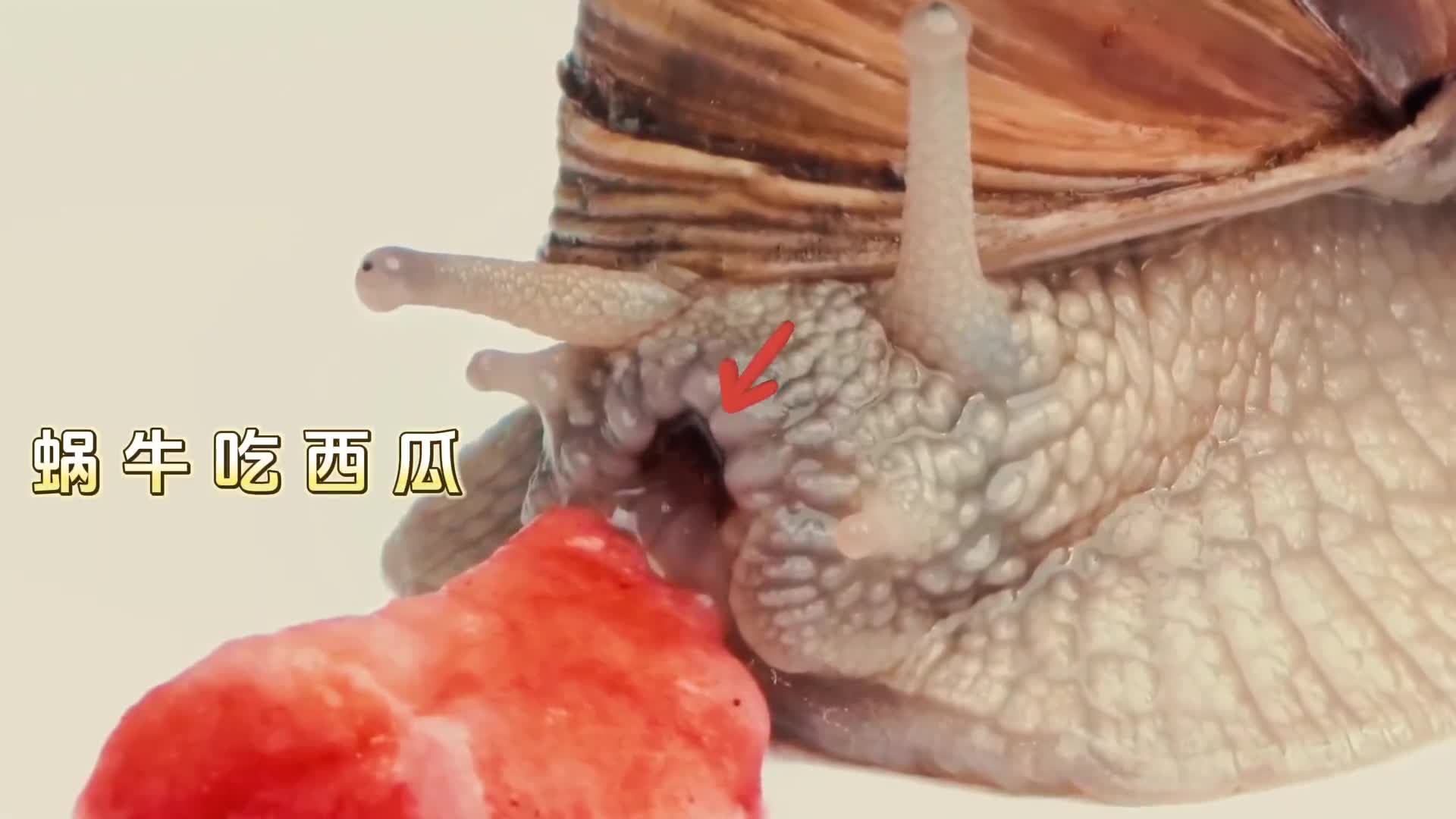 微距下的世界让人大开眼界