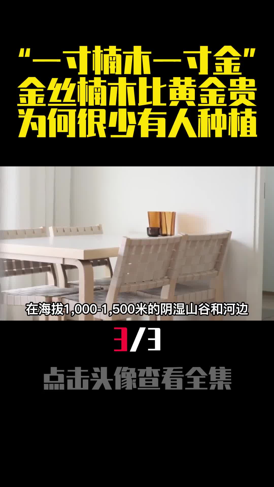 一寸楠木一寸金金丝楠木比黄金贵为何很少有人种植3