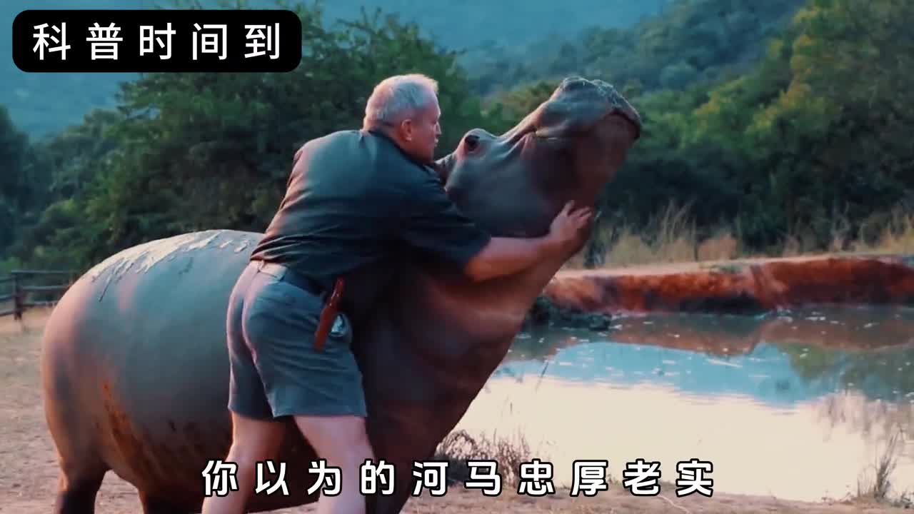 看似人畜无害的大熊猫实际上可以干翻几个成年人