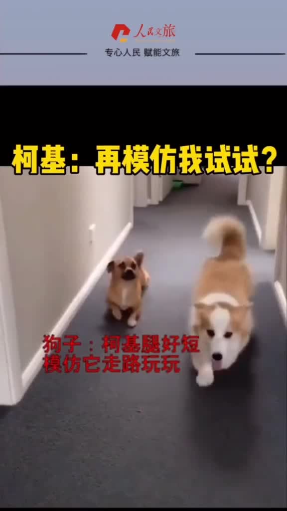 柯基我觉得我受到了侮辱