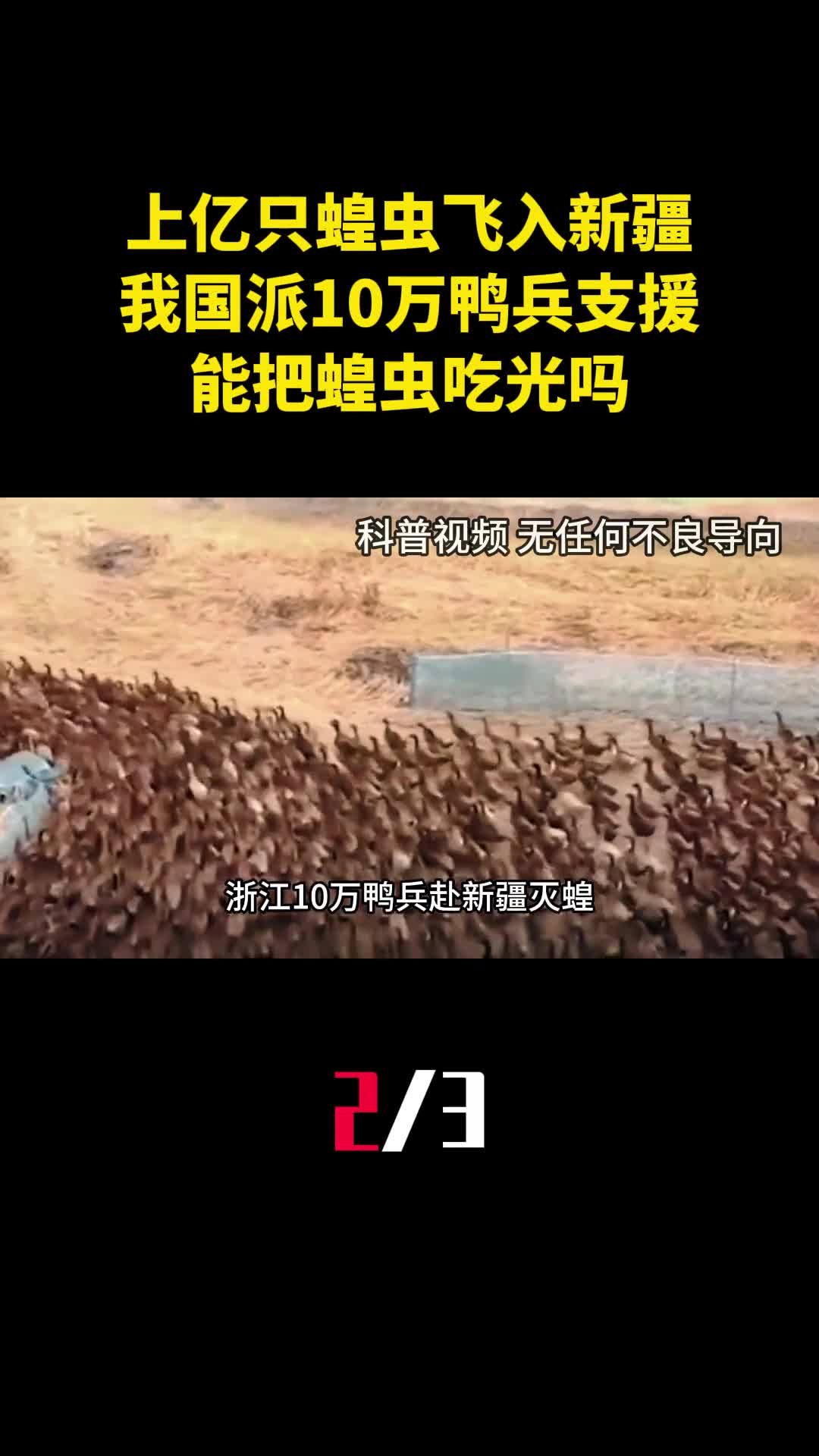 上亿只蝗虫飞入新疆我国派出10万鸭兵支援能把蝗虫吃光吗2