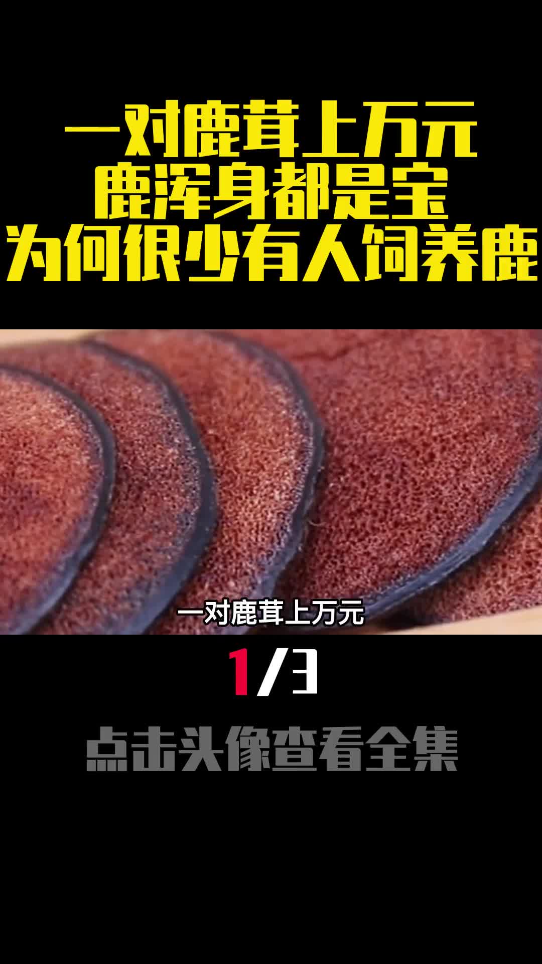 一对鹿茸上万元鹿浑身都是宝为何很少有人饲养鹿1