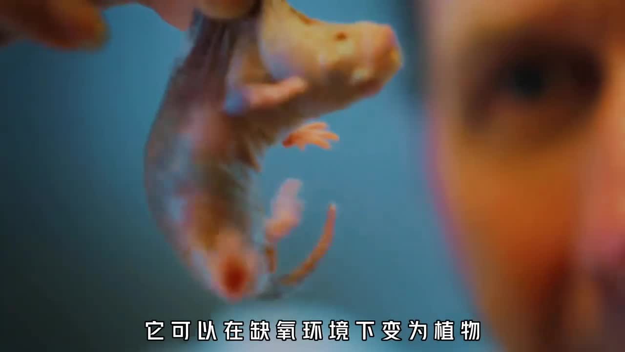 裸鼹鼠究竟有多可怕变成植物不得病永葆青春