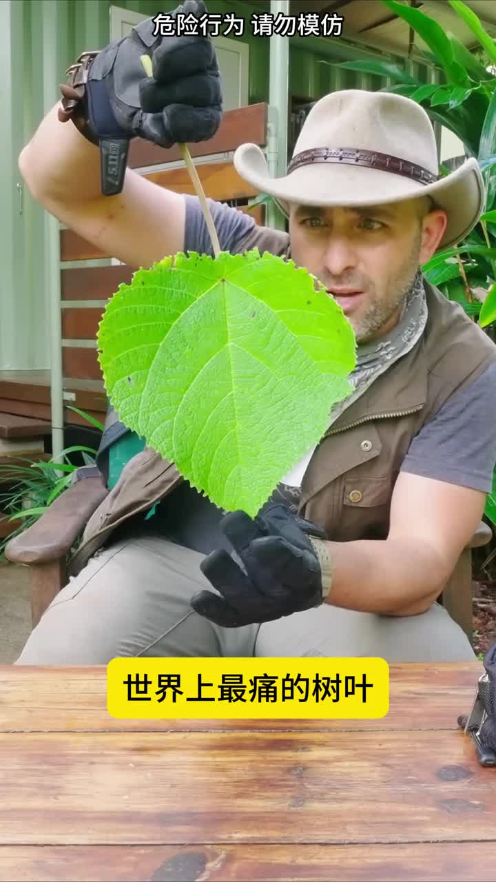 世界上最痛的树叶有人受不了自杀了