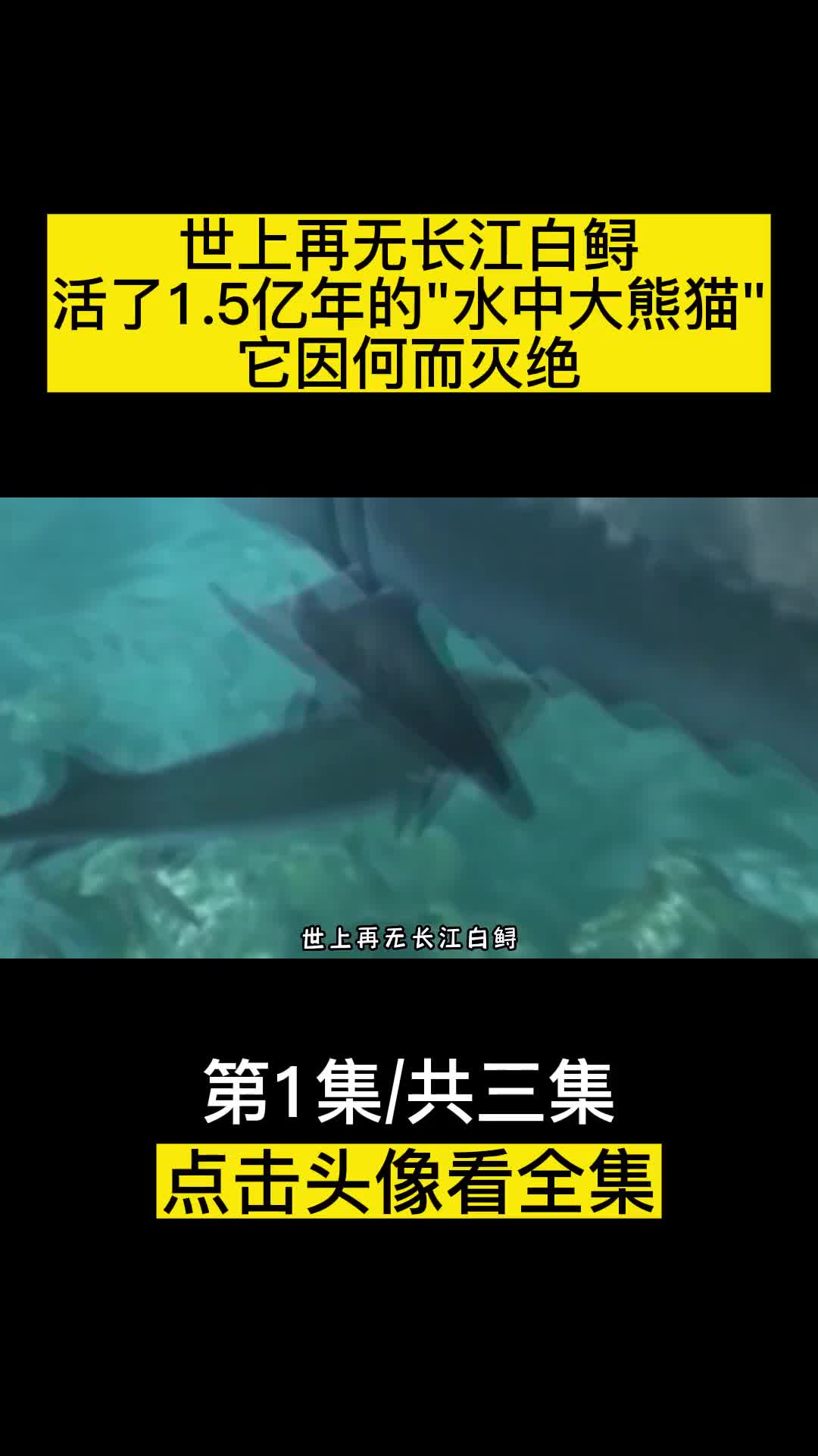 世上再无长江白鲟活了15亿年的水中大熊猫它因何而灭绝