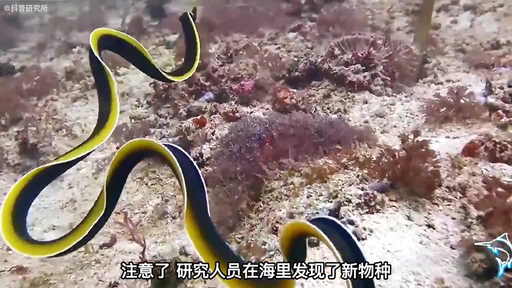 最新发现的海洋十大剧毒生物最后一个好漂亮一
