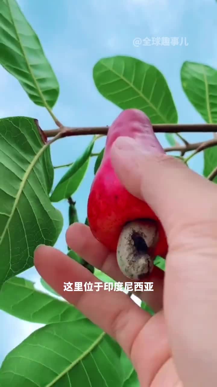 腰果原来长这个样腰果背后竟然还藏着秘密