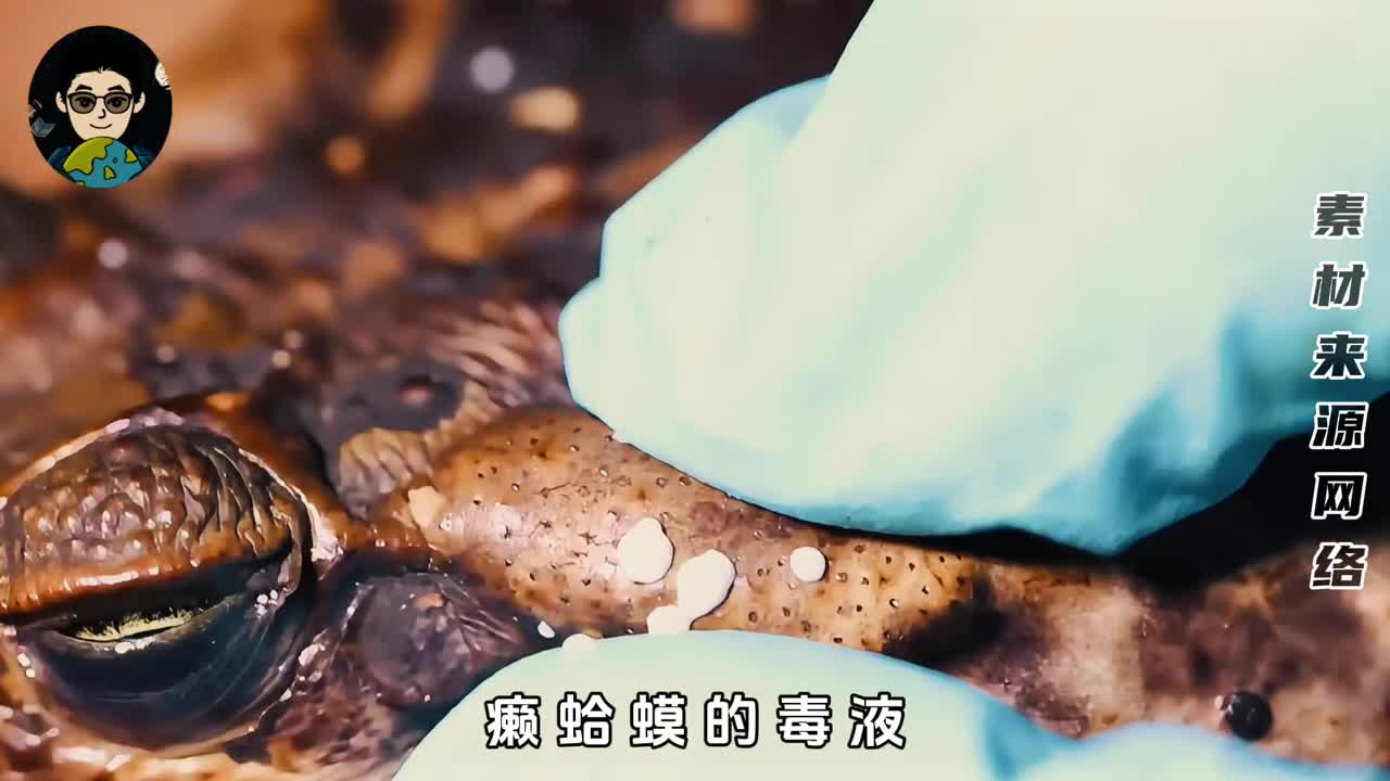 癞蛤蟆的毒可以卖到8万元一公斤现在成为瘾君子的最爱