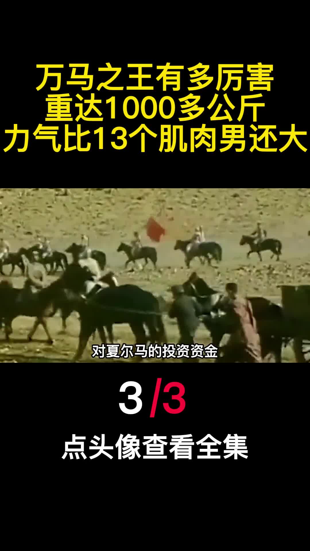 万马之王有多厉害重达1000多公斤力气比13个肌肉男还大3