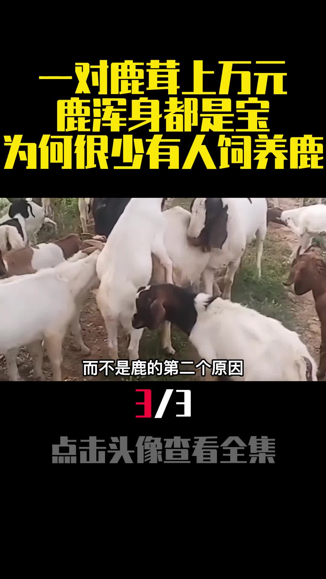 一对鹿茸上万元鹿浑身都是宝为何很少有人饲养鹿3