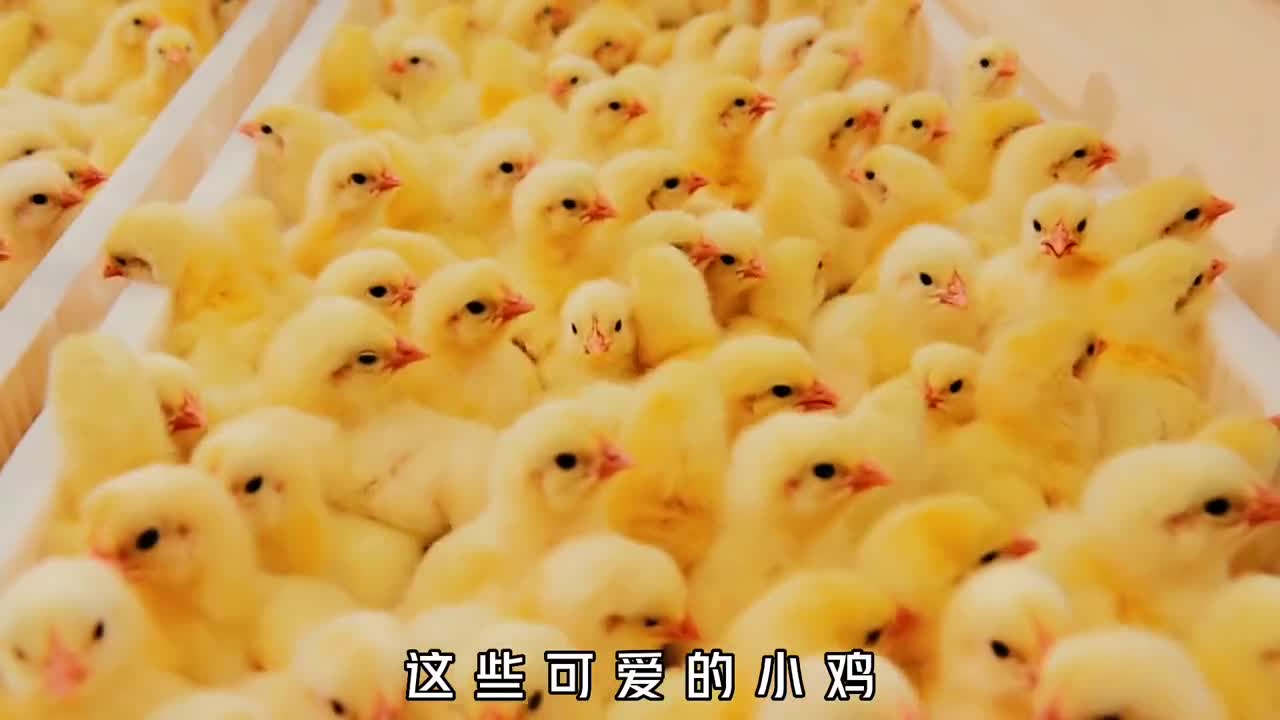 速食鸡块是如何制作的40天的速成鸡先油炸再冰冻真的健康吗