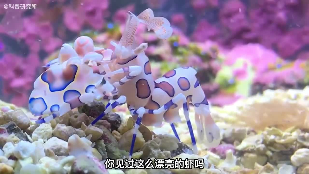 你没见过这么梦幻的虾吧