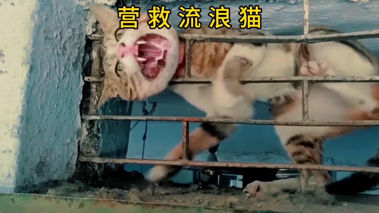 流浪猫被卡住脖子暖心大叔伸出援手拯救一条生命