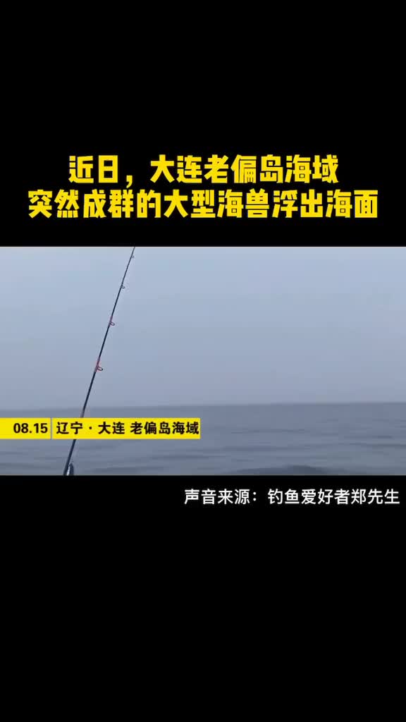 罕见成群大型海兽来大连海域坐客