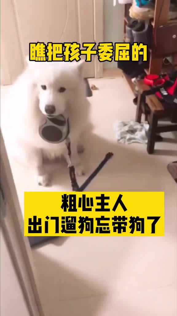 粗心主人出门遛狗忘记带狗了求狗狗的心理阴影面积