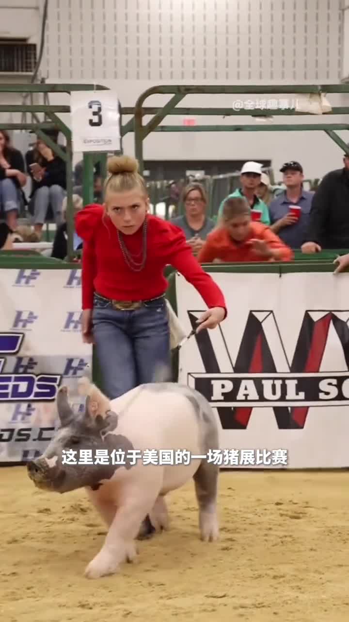美国猪展现场青少年展现独特的控制力