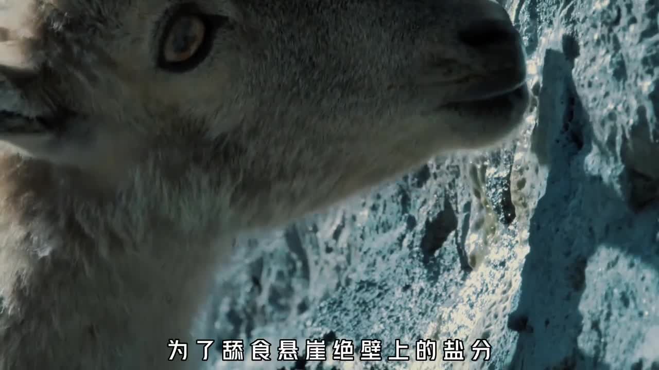 为什么岩羊可以在悬崖上奔跑