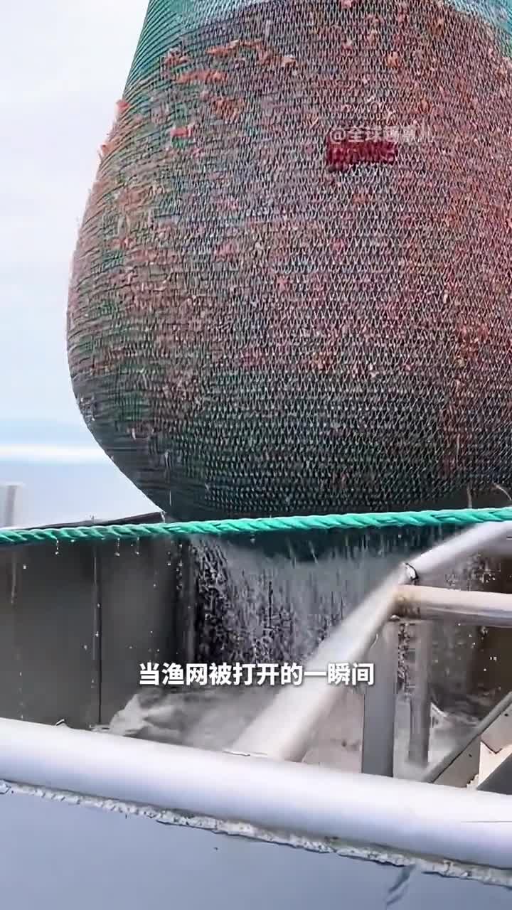 成群的海虾如潮水般涌现捕鱼船为什么总能捕获同一种生物