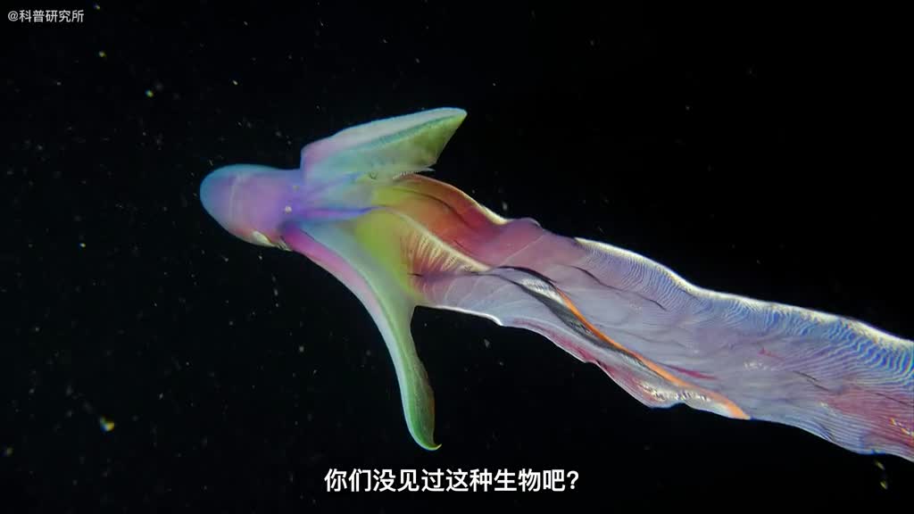 世界上最奇怪的十种章鱼我保证你们没见过一