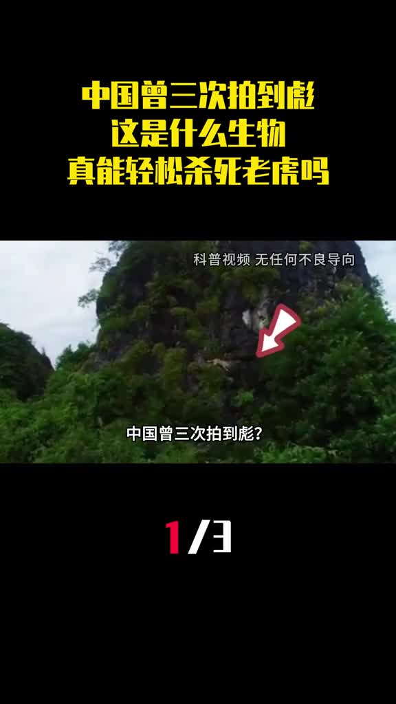 中国曾三次拍到彪这是什么生物真能轻松杀死老虎吗1