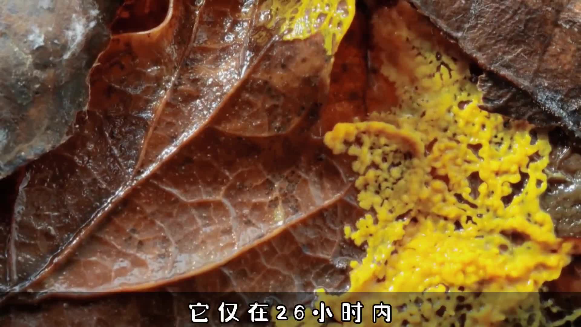 这个生物规划的城市路线图比工程师的还科学它真是高纬物种吗