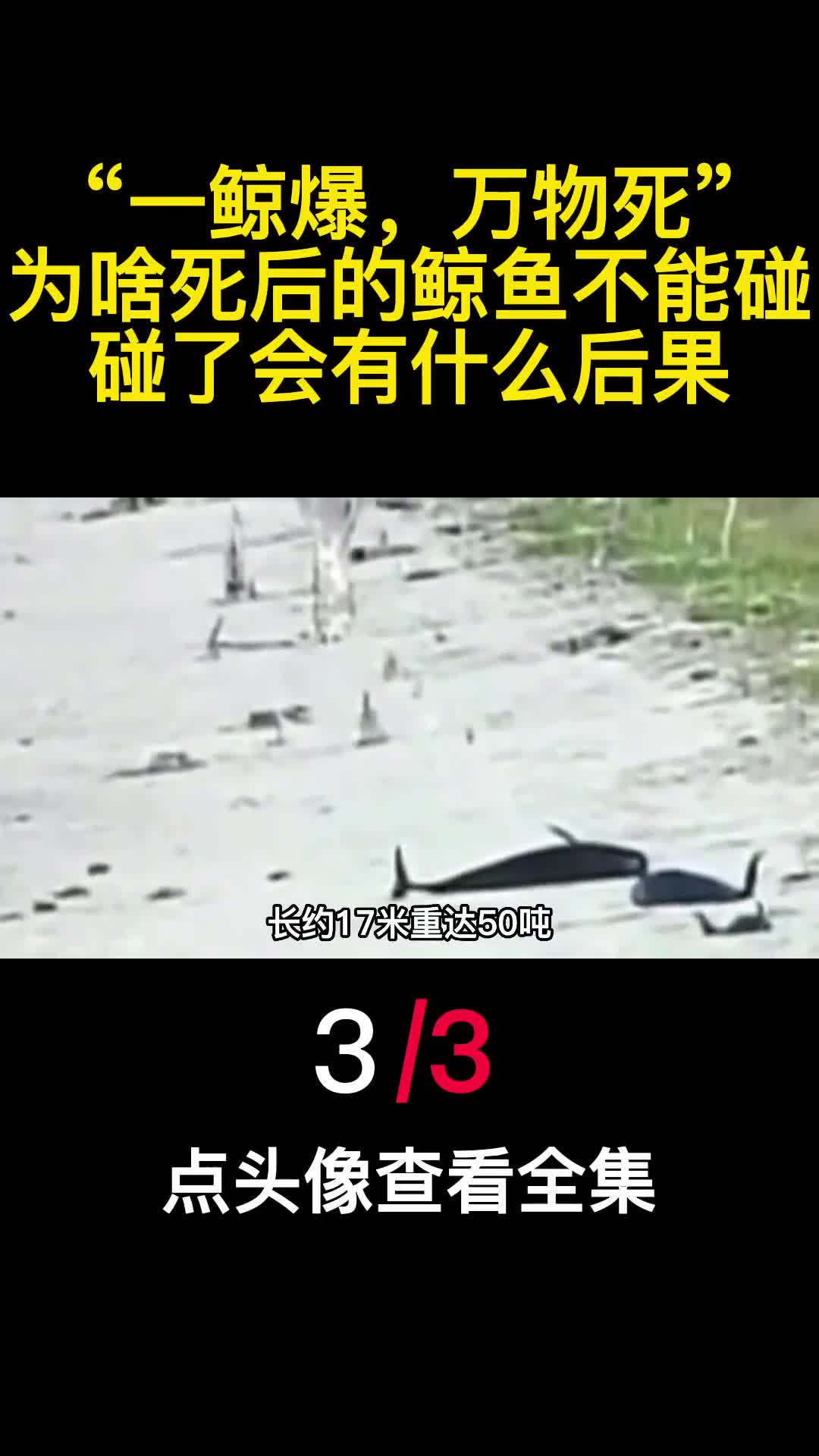 一鲸爆万物死为啥死后的鲸鱼不能碰碰了会有什么后果3