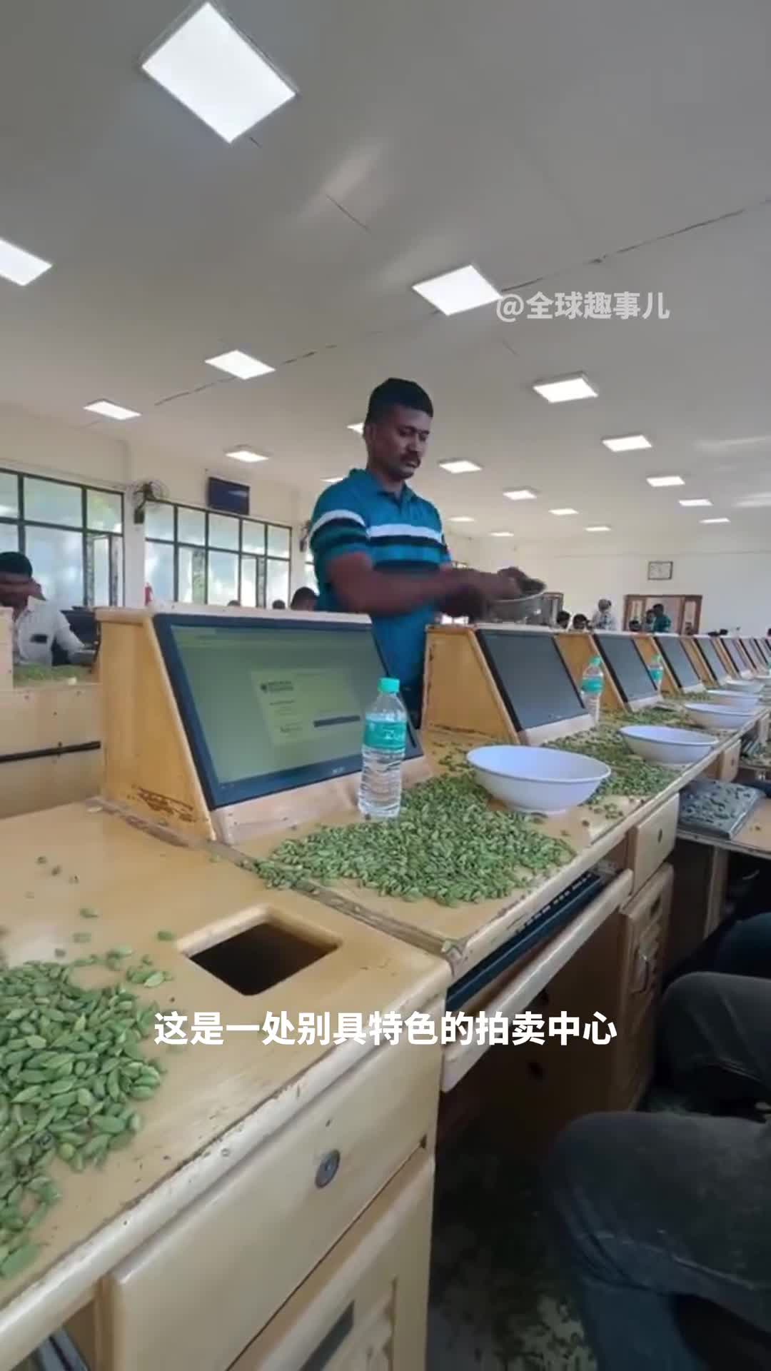 印度香料界的独门绝技印度独特的撒豆蔻拍卖方式