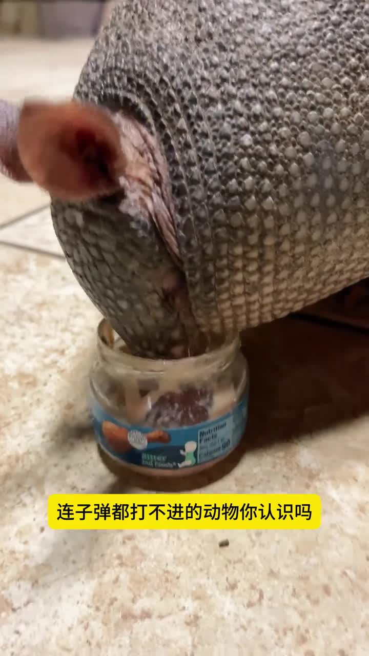 子弹都打不进的动物来认识一下