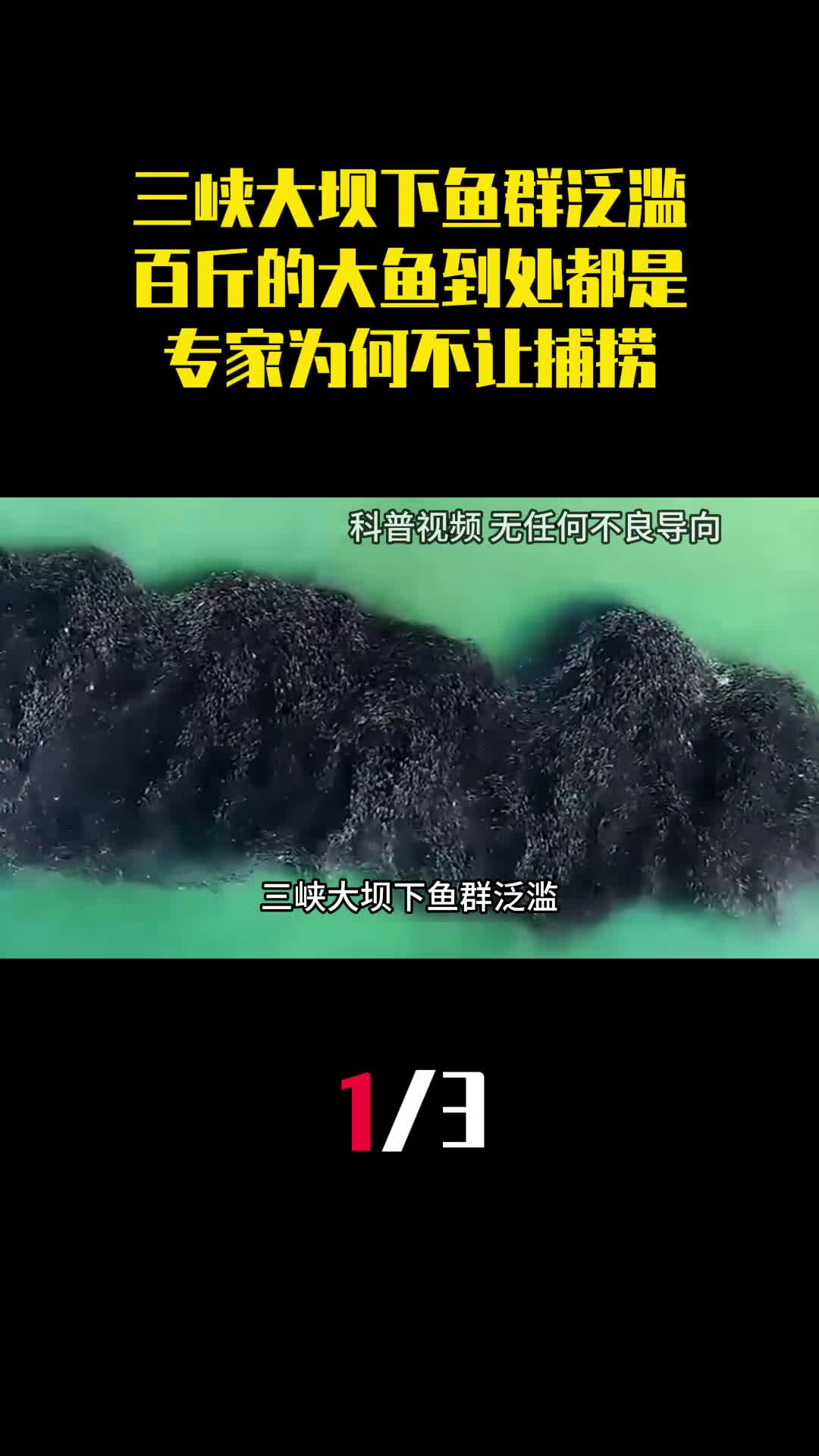 三峡大坝下鱼群泛滥百斤的大鱼到处都是专家为何不让捕捞1