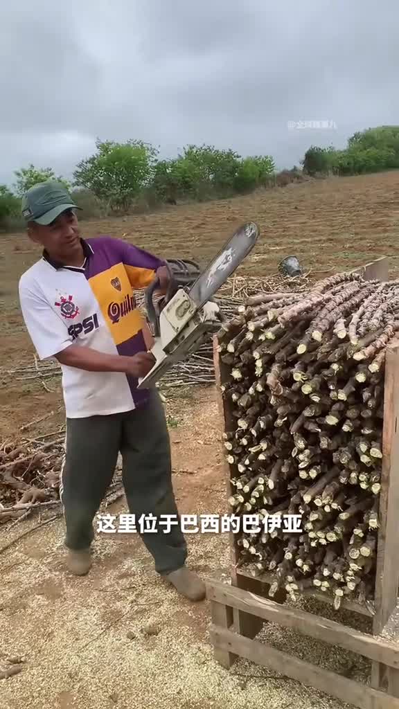 木薯种植用电锯切茎秆竟然是为了种木薯