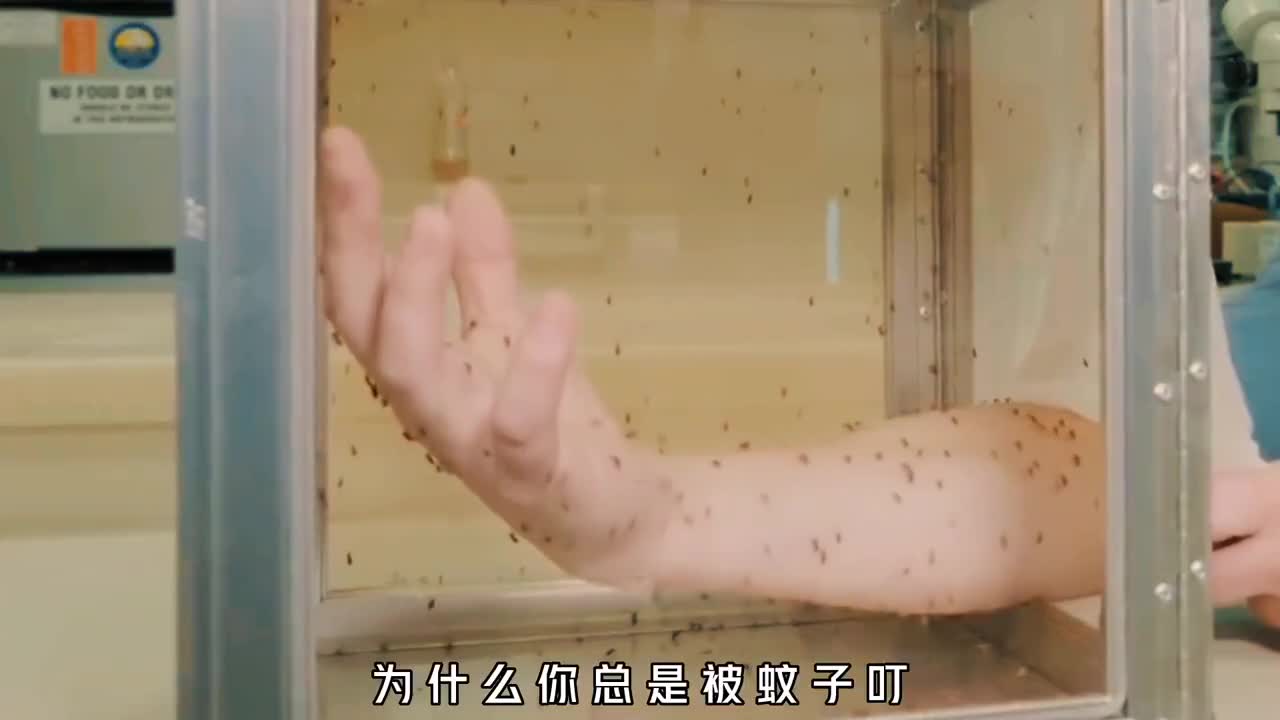 为什么蚊子只追着你咬真正的本质原因终于找到了