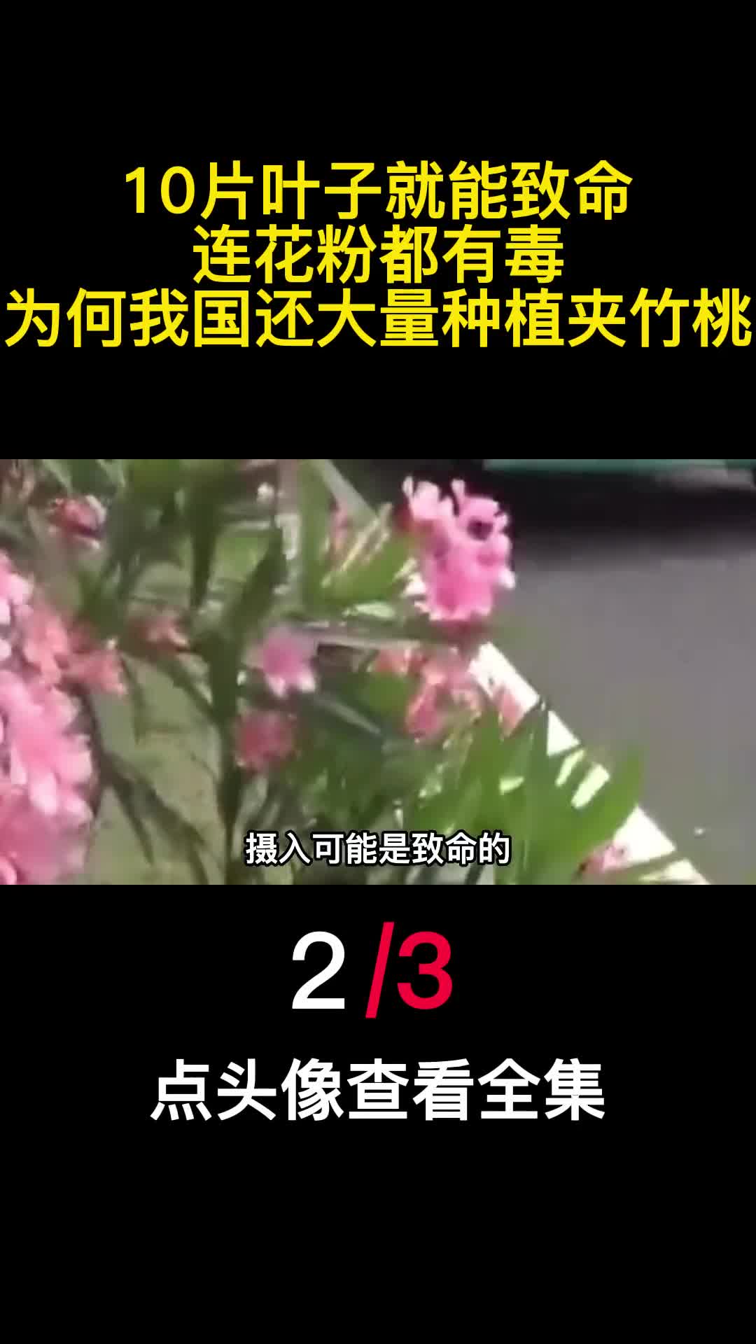 10片叶子就能致命连花粉都有毒为何我国还大量种植夹竹桃2