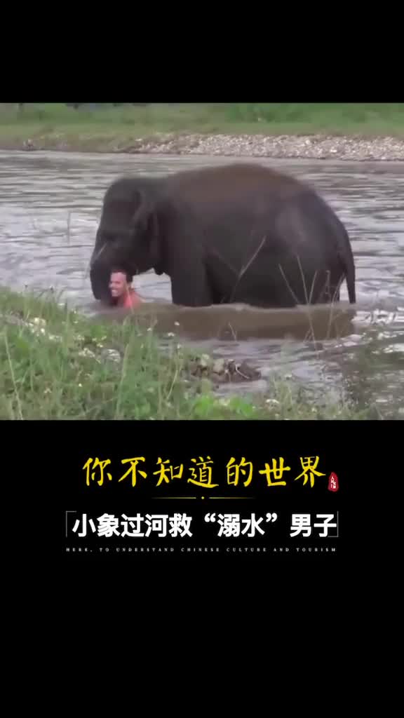 暖心男子游泳大象误以为他落水马上救人