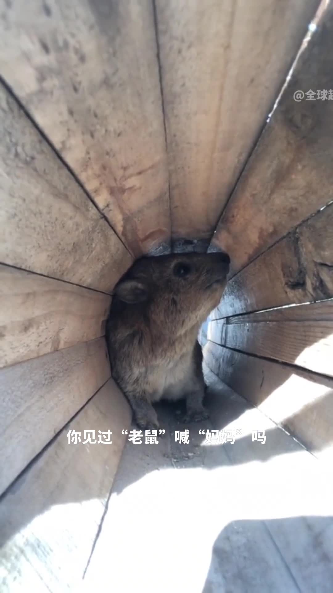 你见过老鼠喊妈妈吗其实它是蹄兔