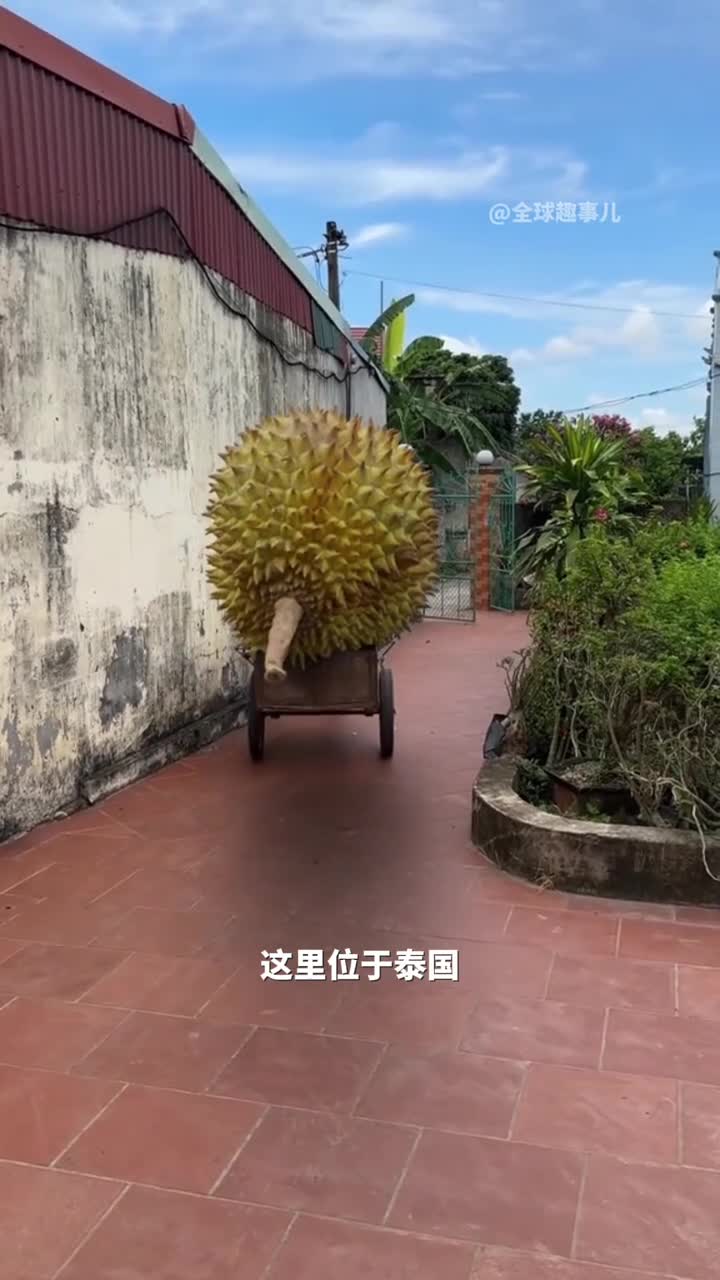 泰国巨型榴莲你绝对想不到在泰国竟然有如此巨型的榴莲