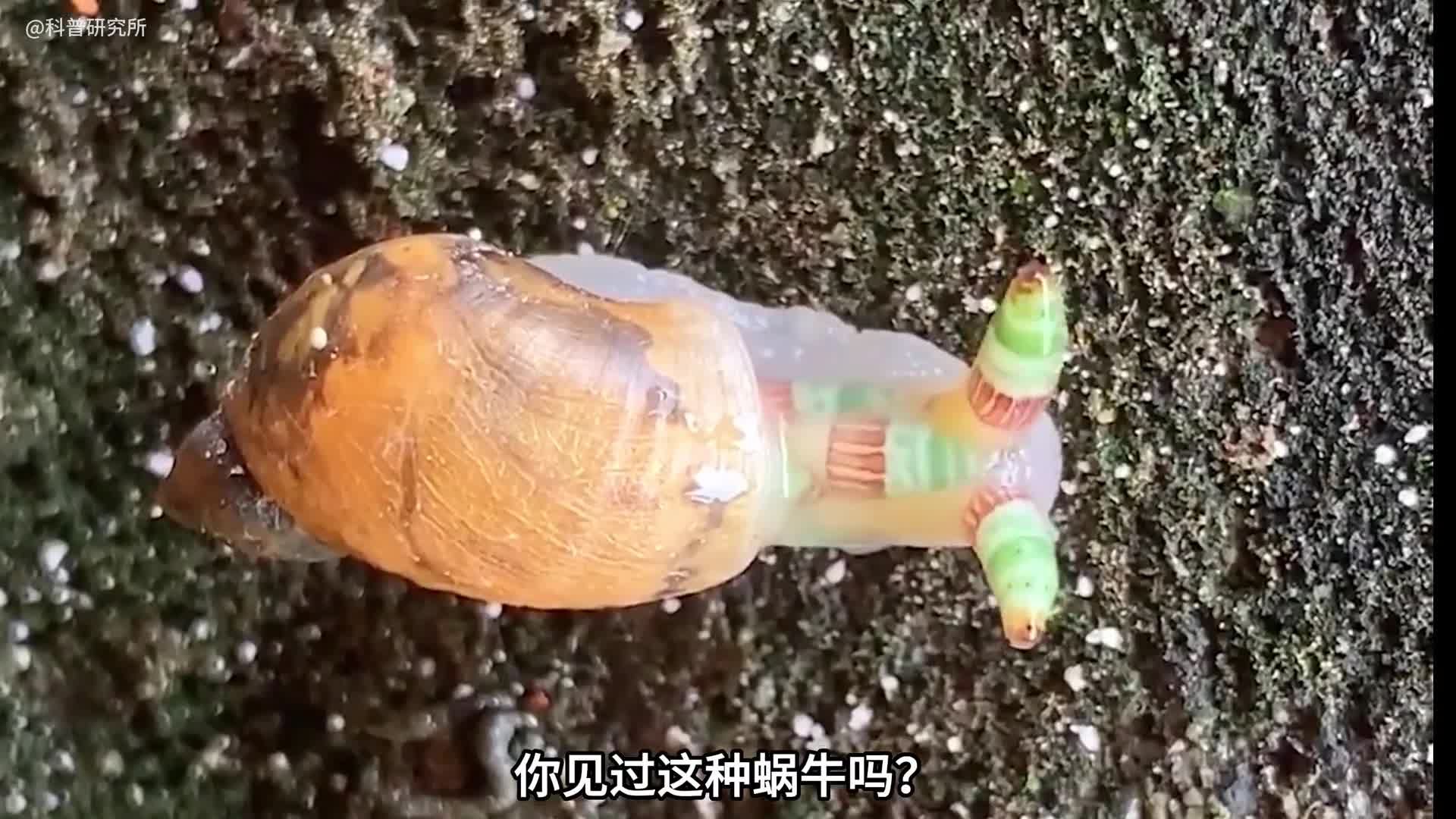 像在蹦迪的蜗牛你见过吗其实它是被控制了看到它不要碰