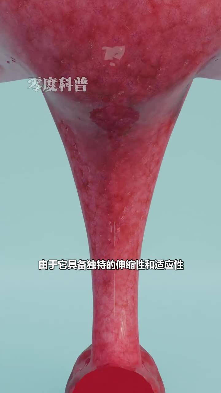 极具伸缩性的器官