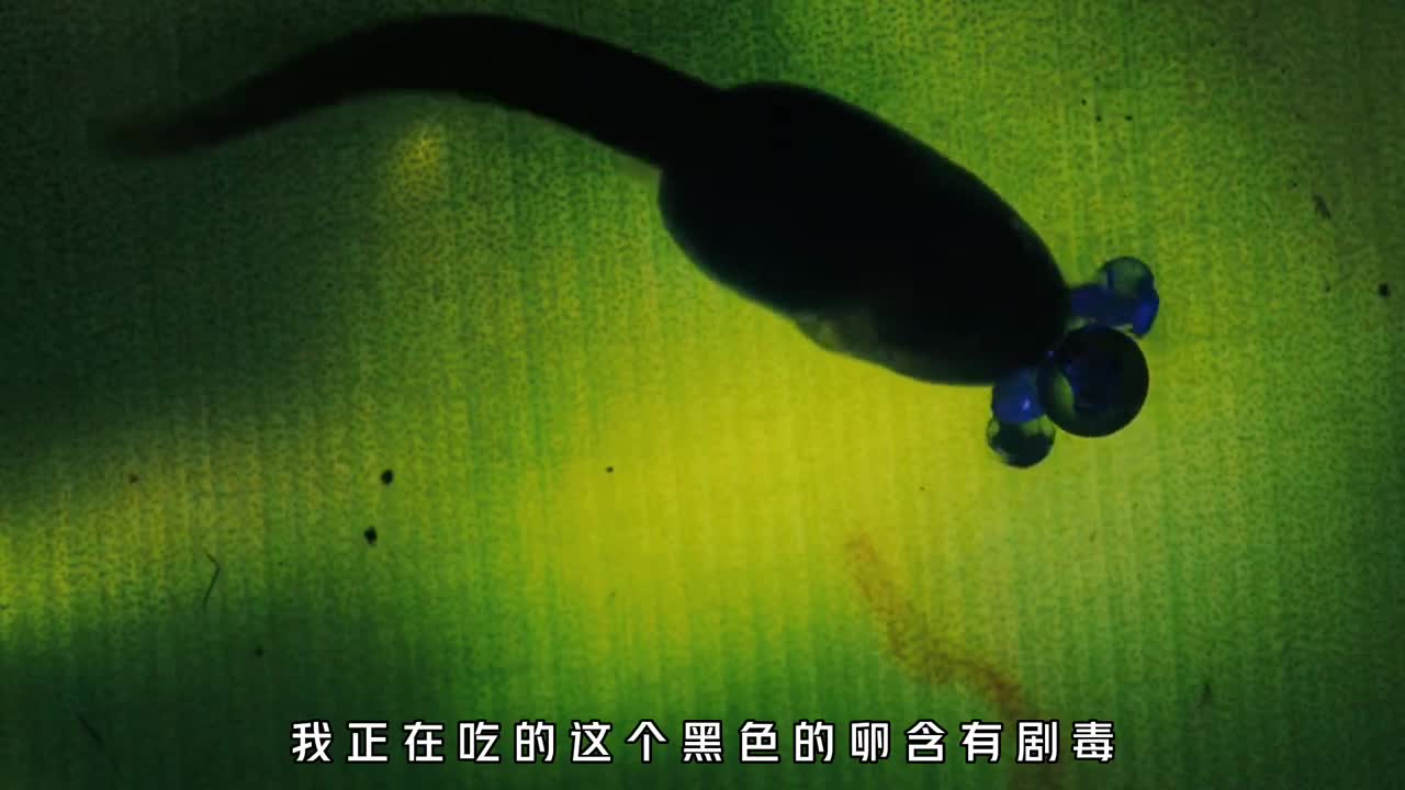 原来箭毒蛙的剧毒都是被妈妈喂出来的它们小时候经历了什么