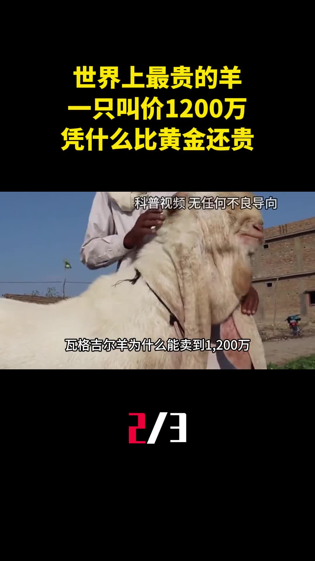 世界上最贵的羊一只叫价1200万凭什么比黄金还贵2