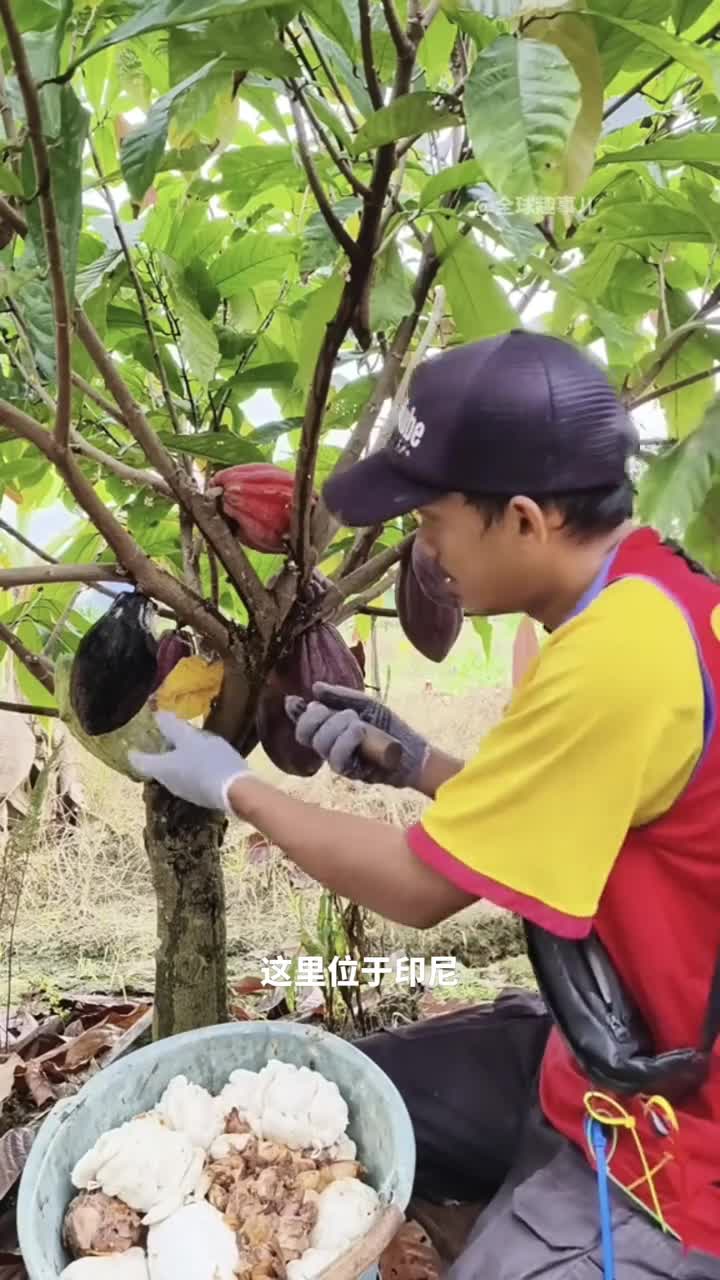 巧克力是这样做成的从树上的果实到舌尖的甜蜜