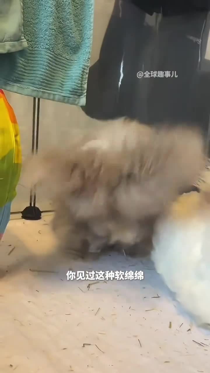 你见过这种浓密柔软的动物吗安哥拉兔的独特魅力