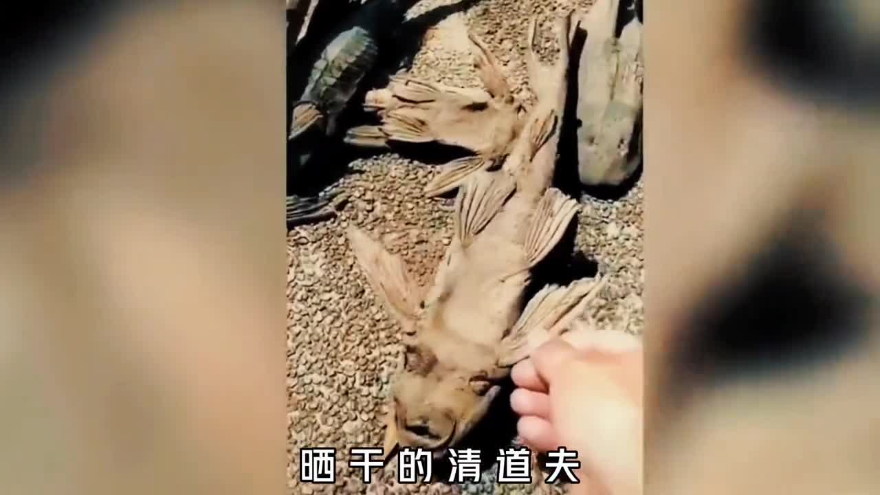 清道夫究竟有多可怕晒成鱼干遇水复活冰镇它遇水生龙活虎